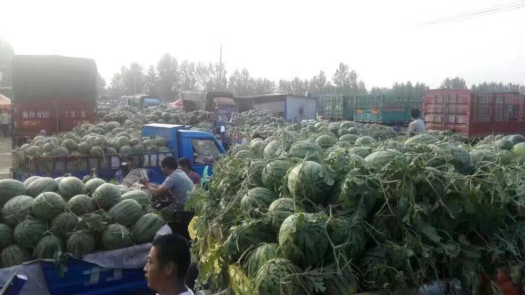 河南開封美都西瓜批發(fā)產(chǎn)地[河南開封通許西瓜美都上市時(shí)間]