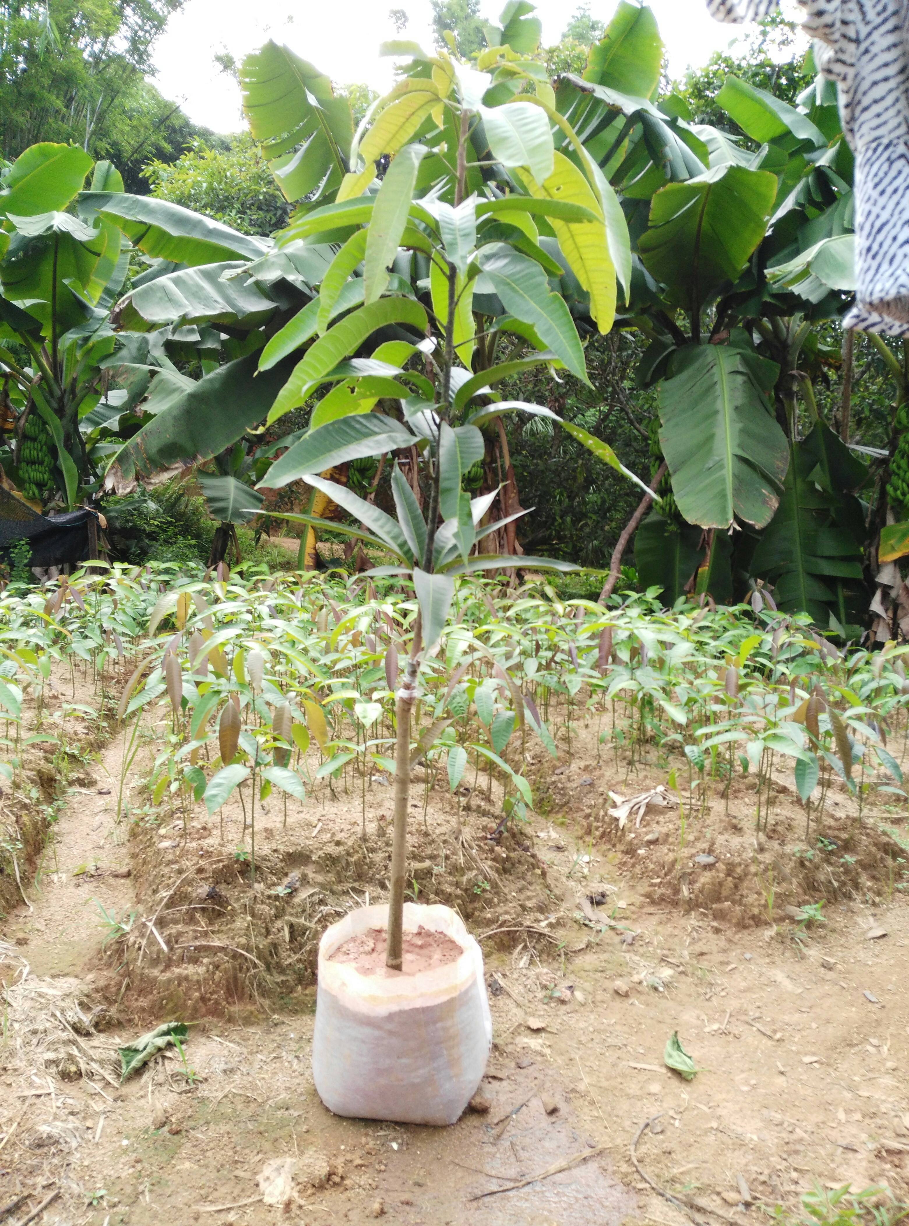 廣東芒果苗價(jià)格@廣東凱特芒果苗種植基地@廣東芒果苗批發(fā)價(jià)格@廣東芒果苗*供應(yīng)