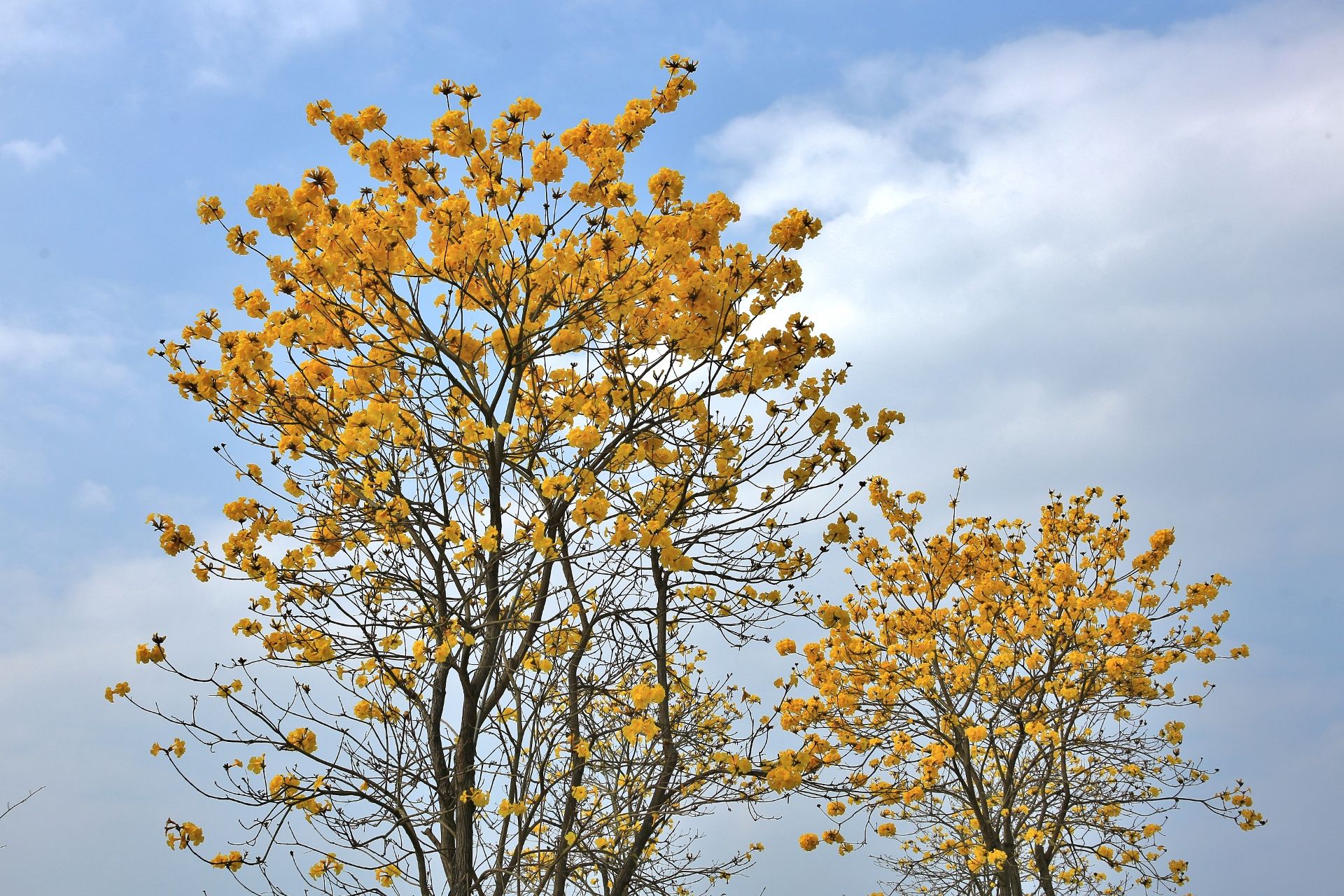 多花紫花風(fēng)鈴木