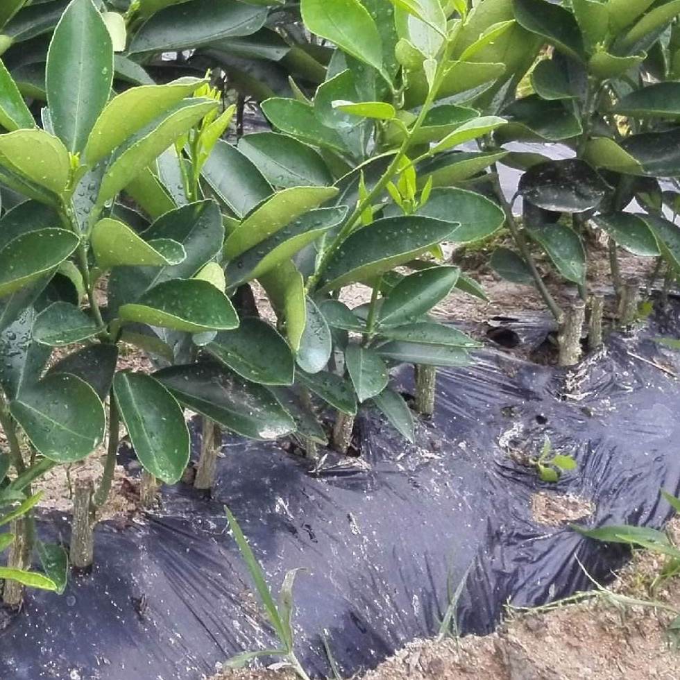 桂林臍橙苗批發(fā)，臍橙苗價(jià)格，臍橙種植基地 廣西臍橙苗批發(fā)