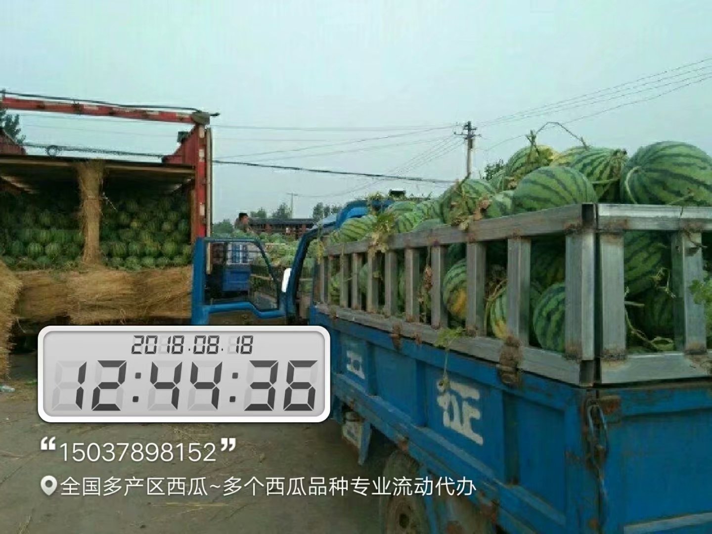 河南現(xiàn)在什么地方的西瓜好吃
