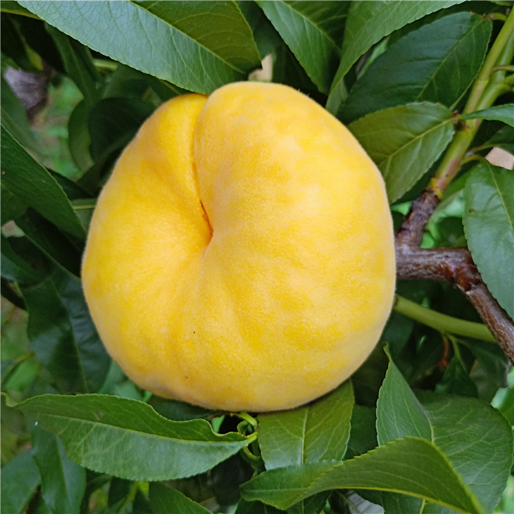 基地批發(fā)新黃金蜜1號桃樹苗 新黃金蜜1號桃苗出售