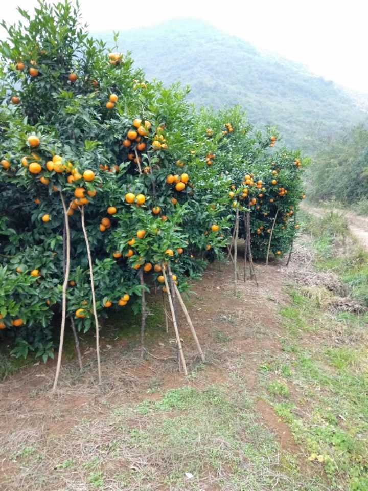 廣西無核沃柑砂糖橘苗098前景@嫁接無核沃柑砂糖橘苗 廣西玉林無核沃柑砂糖橘苗