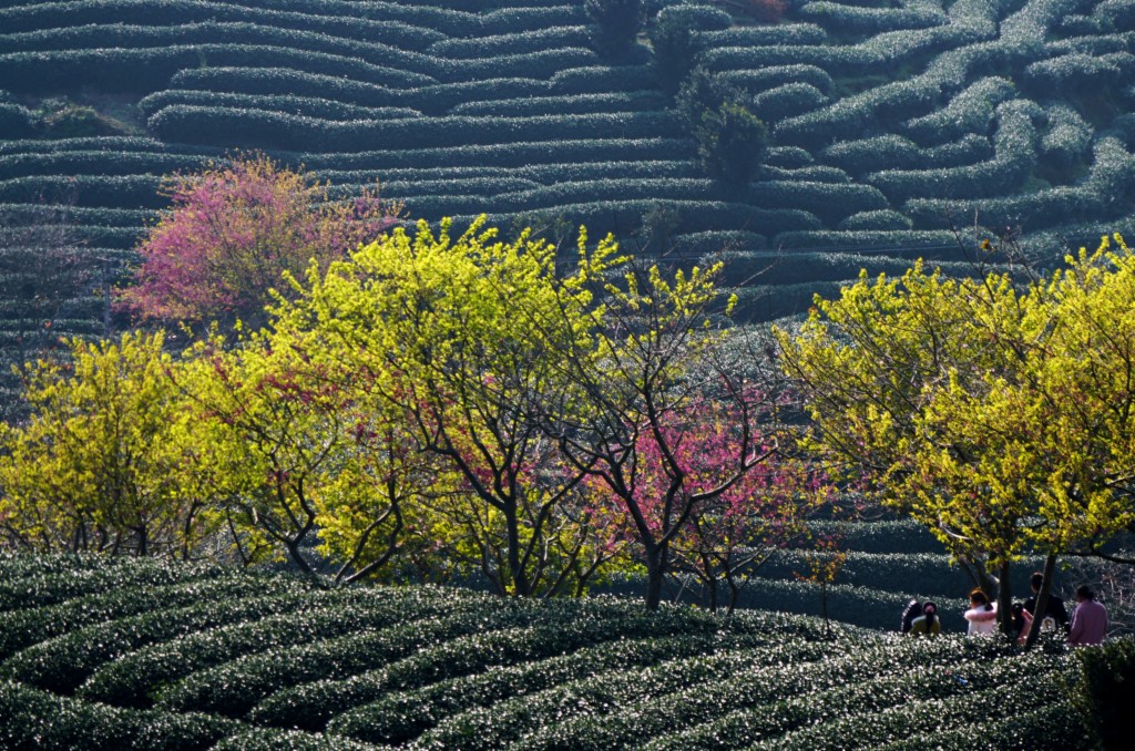 櫻花 中國紅櫻花  牡丹櫻紅粉佳人櫻花  福建山櫻花