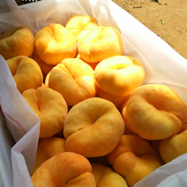 早熟黃肉油蟠桃36-5 36-5油蟠桃苗早熟品種簡介 油蟠桃樹苗