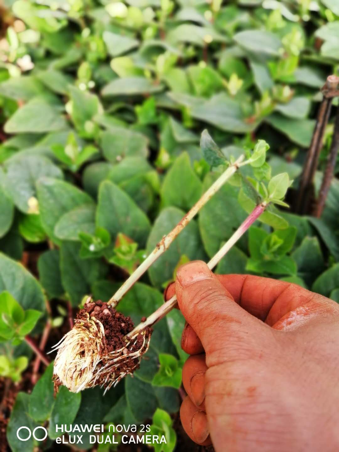 鮮切花供應(yīng) 廠家鮮切花批發(fā) 廠家鮮切花供應(yīng) 廠家鮮切花哪家好  廠家鮮切花直銷