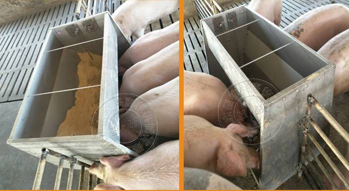 喂豬食槽不銹鋼料槽自動采食槽雙面料槽育肥豬食槽廠家小豬料槽桶式自動食槽