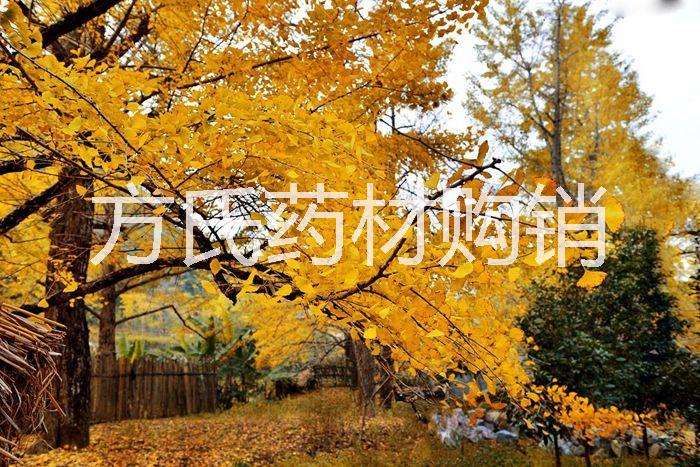 銀杏果-種植基地批發(fā)報(bào)價(jià)價(jià)格