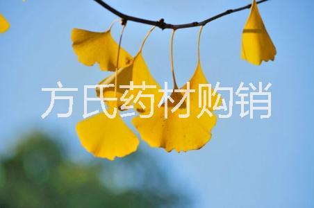 銀杏果-種植基地批發(fā)報(bào)價(jià)價(jià)格