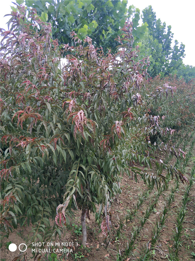 A級(jí)紅葉碧桃基地  A級(jí)紅葉碧桃