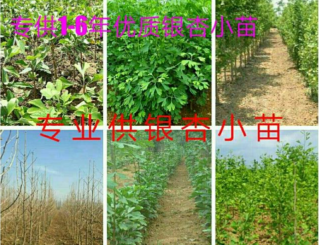 銀杏實生樹哪一家的比較好