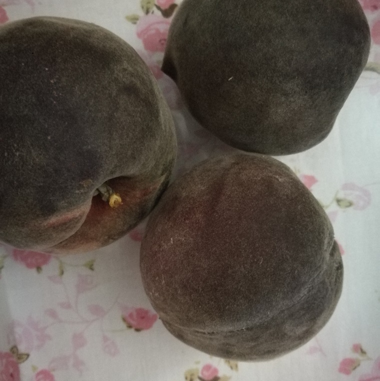 供應(yīng)黃桃苗新品種油蟠9