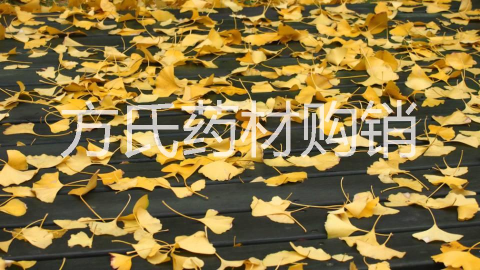 銀杏果-種植基地批發(fā)報(bào)價(jià)價(jià)格