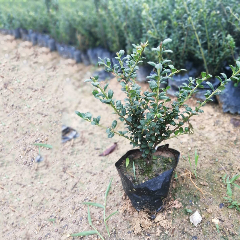 福建茶盆景怎么養(yǎng)？