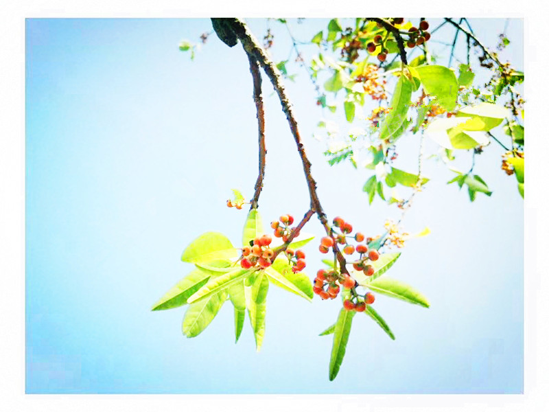 五行園林梅州別墅花園設(shè)計(jì)植物安全