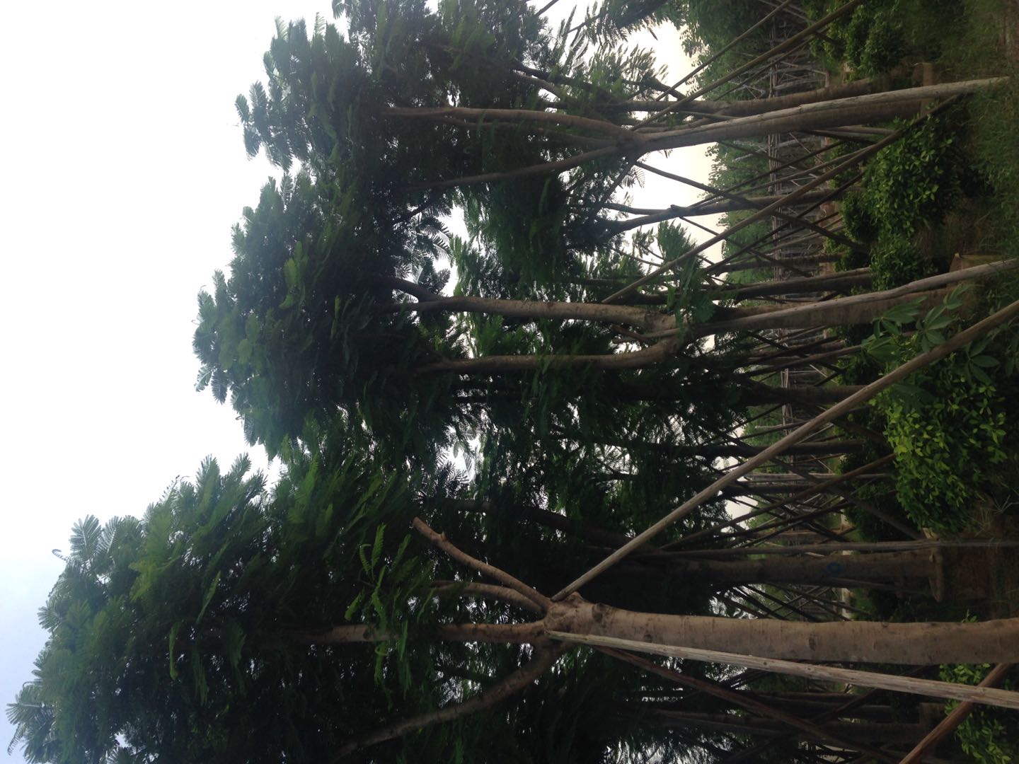 鳳凰木什么時(shí)候開花