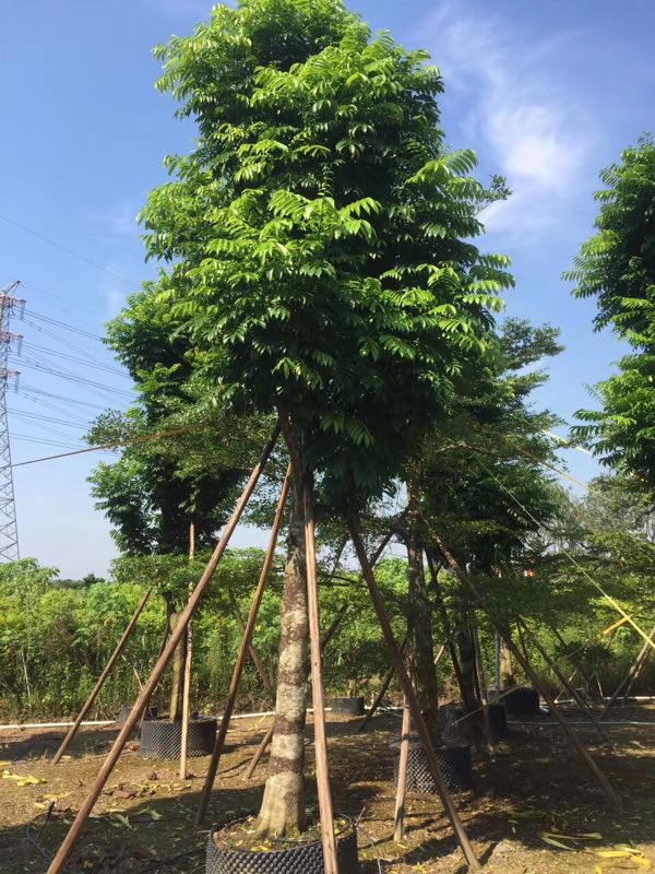 廣東人面子 了解人面子的繁殖方法有哪些？