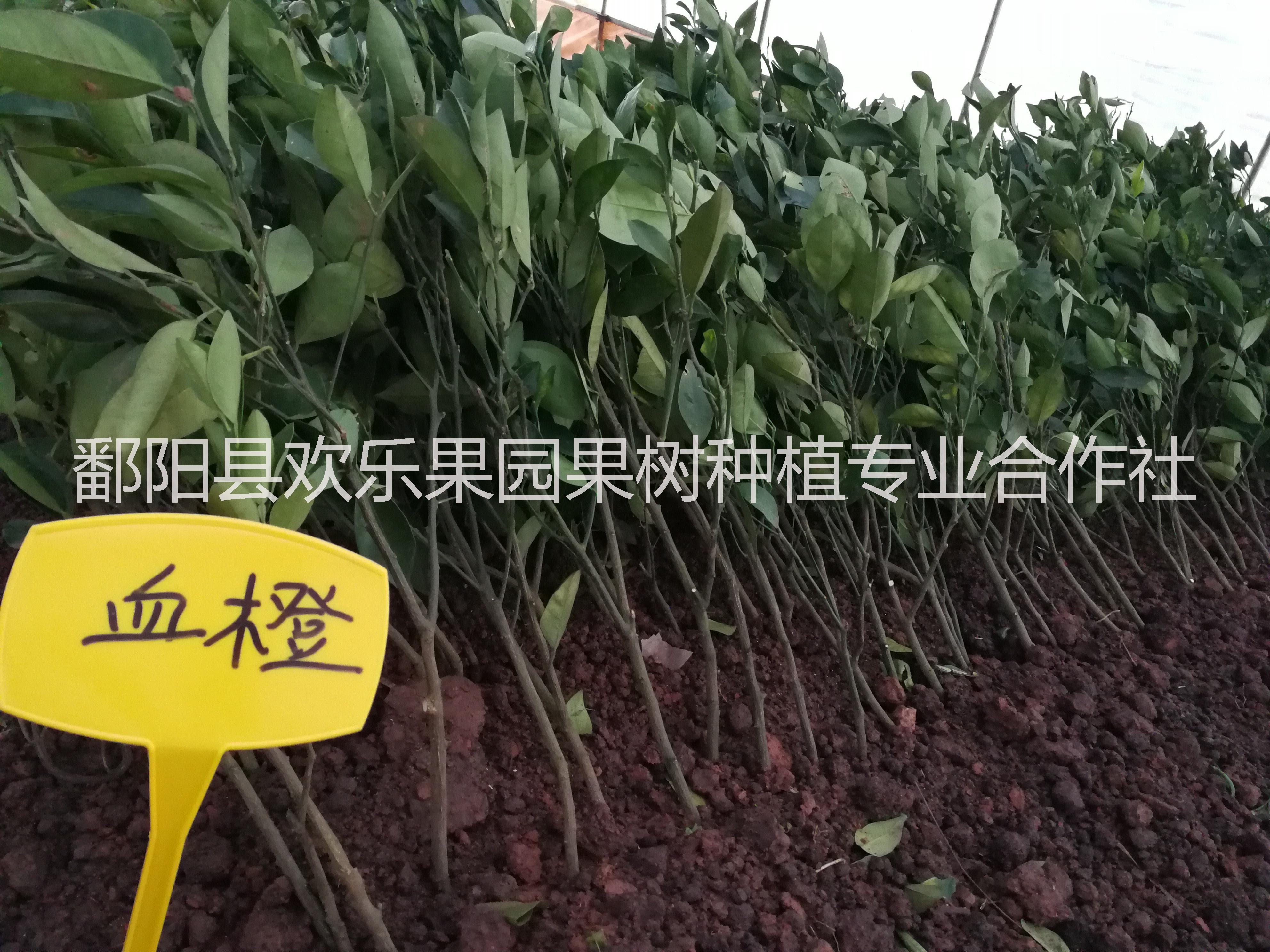 血橙 供應(yīng)血橙苗 血橙苗批發(fā) 中華血橙種植技術(shù) 培羅科血橙苗供應(yīng) 紅肉臍橙苗