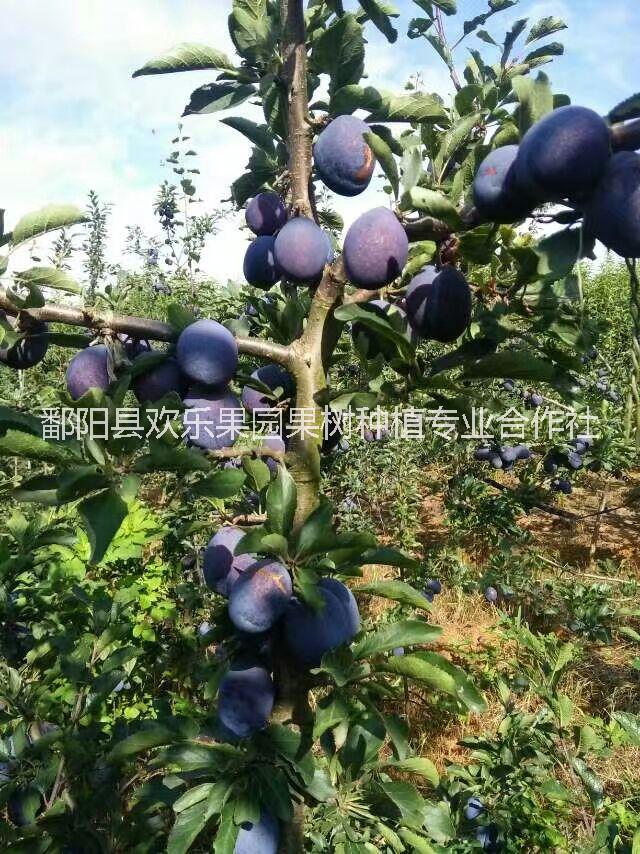 西梅苗 供應(yīng)西梅女神果苗批發(fā) 法蘭西西梅 西梅藍蜜苗供應(yīng)