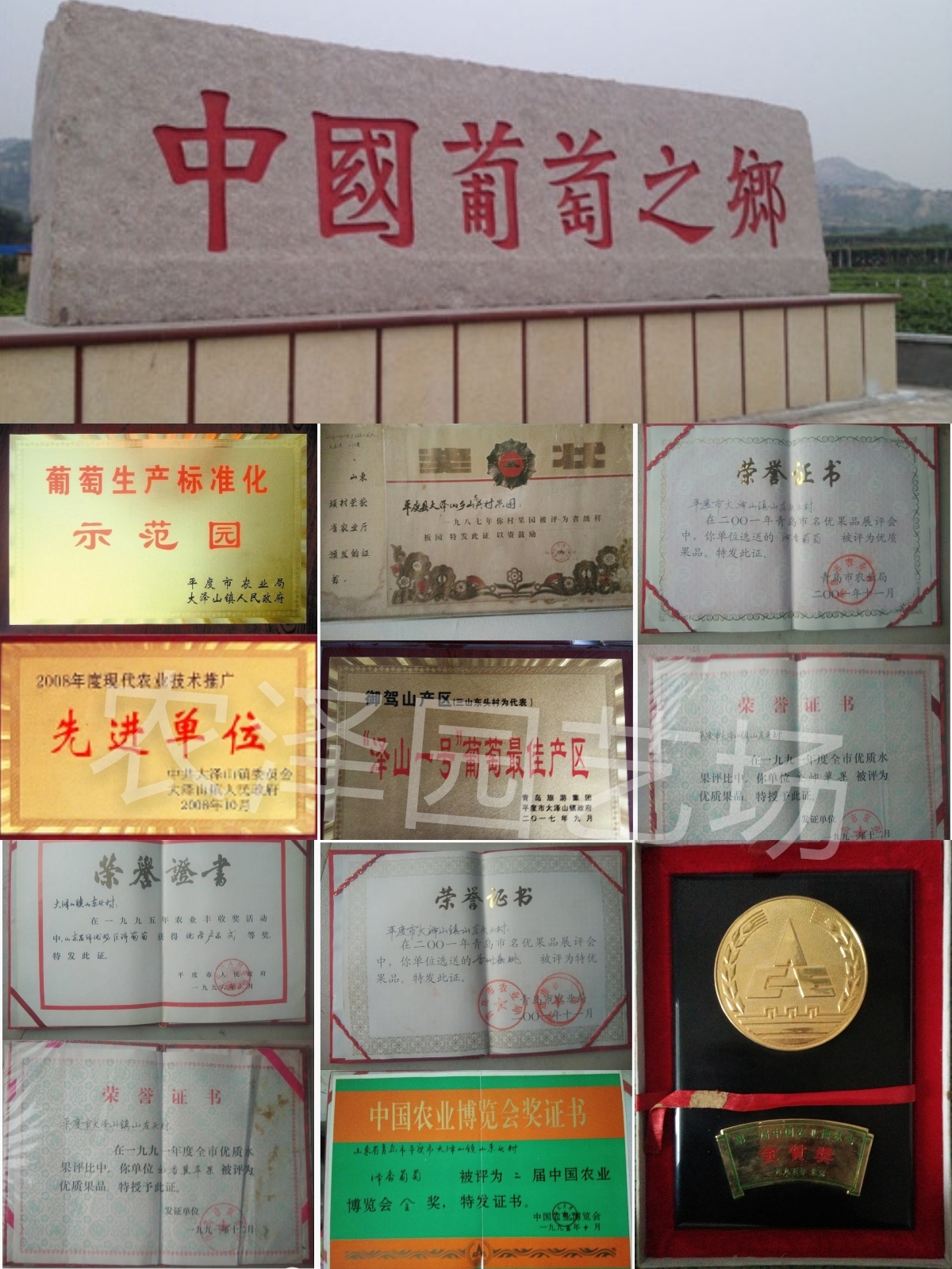 新品種大粒早熟葡萄苗 大棚葡萄苗批發(fā)
