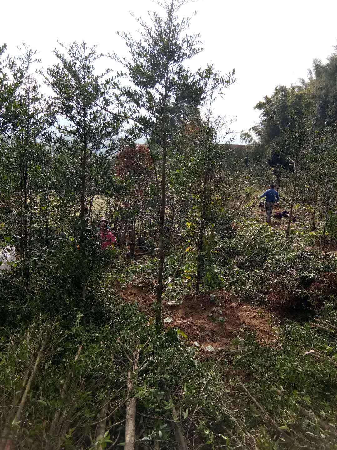 竹柏苗廠家直銷 竹柏苗廠家直銷 竹柏苗專營店 竹柏苗供應(yīng)商