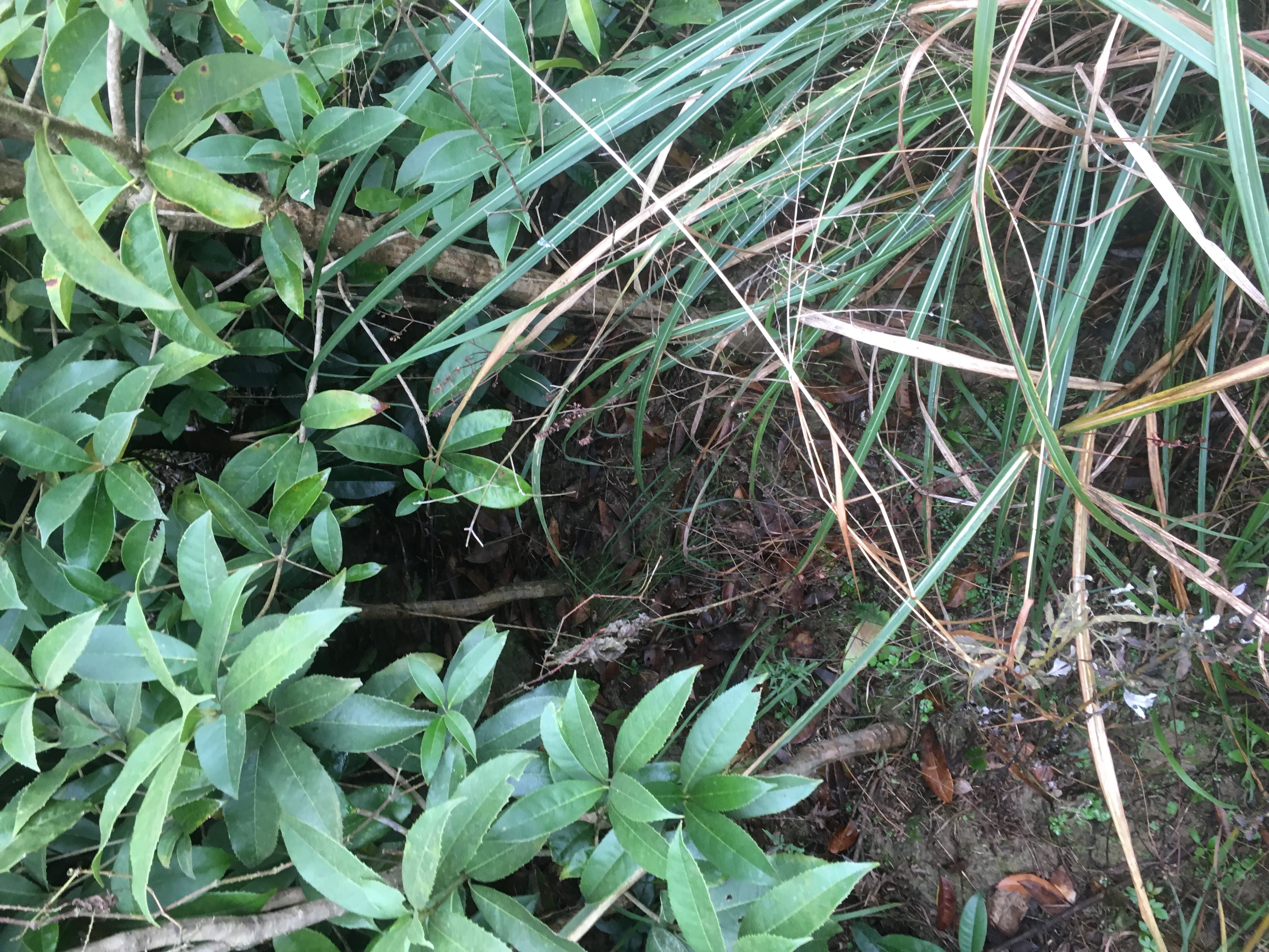 綠化桂花樹苗/大量?jī)?yōu)質(zhì)綠化樹桂花樹/湖南懷化靖州種植基地