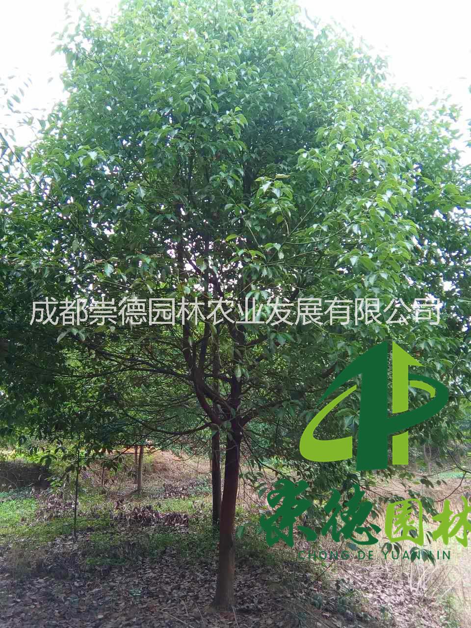 成都優(yōu)質(zhì)*香樟特點(diǎn)價格低