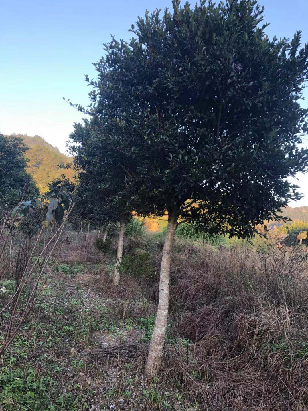 福建紅皮榕樹園藝場