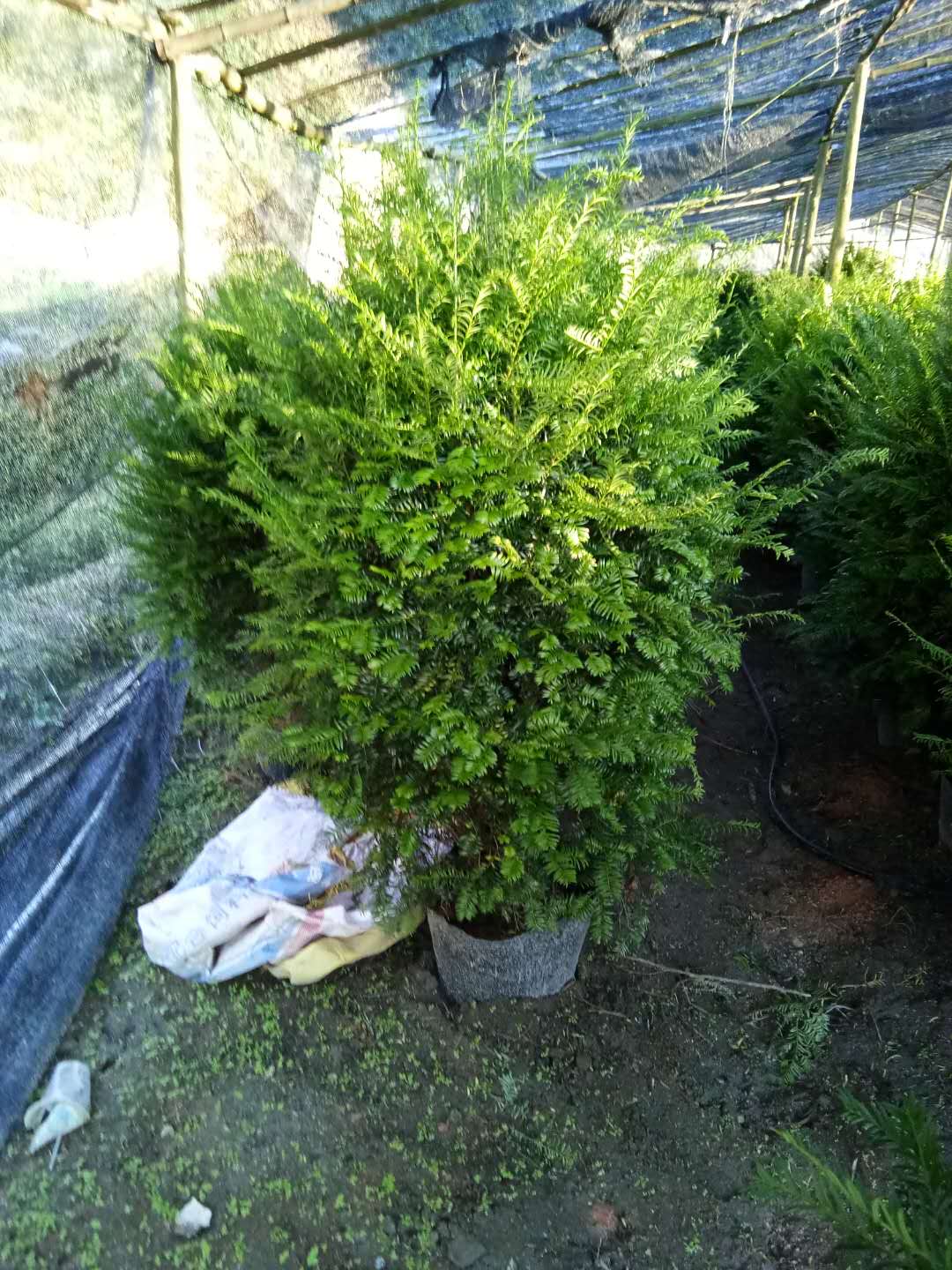 紅豆杉樹(shù)苗廠家直銷(xiāo) 紅豆杉樹(shù)苗哪家好 紅豆杉樹(shù)苗廠家 紅豆杉樹(shù)苗專(zhuān)賣(mài)店