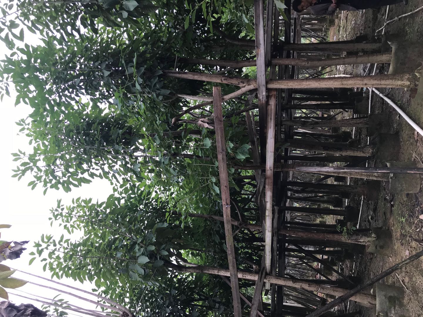 紅花風(fēng)鈴木哪里有，基地在哪里