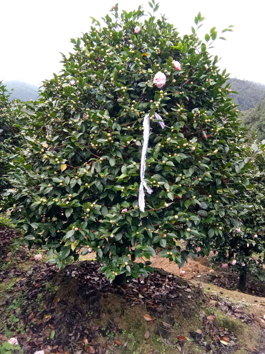 茶花苗廠家直銷 茶花苗供應(yīng)商 茶花苗專賣店 茶花苗多少錢 四季茶花