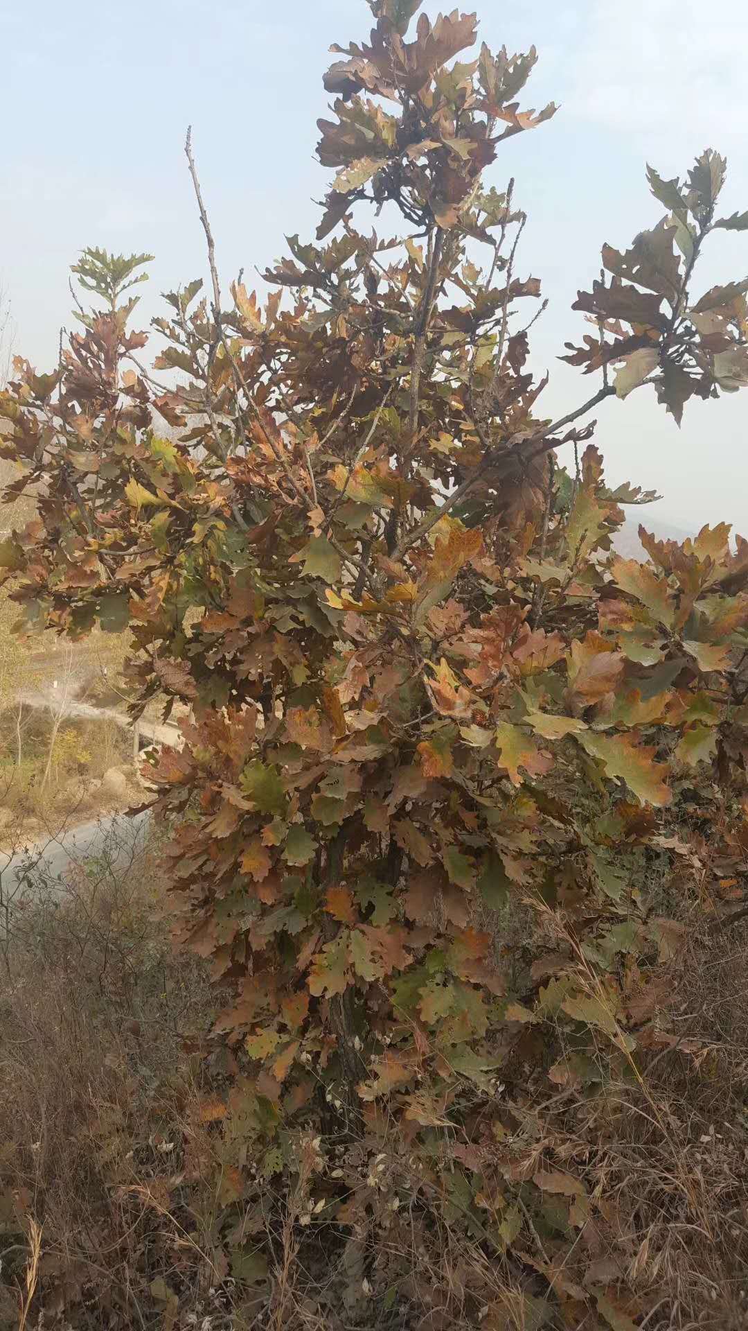 斛櫟苗木哪家好？