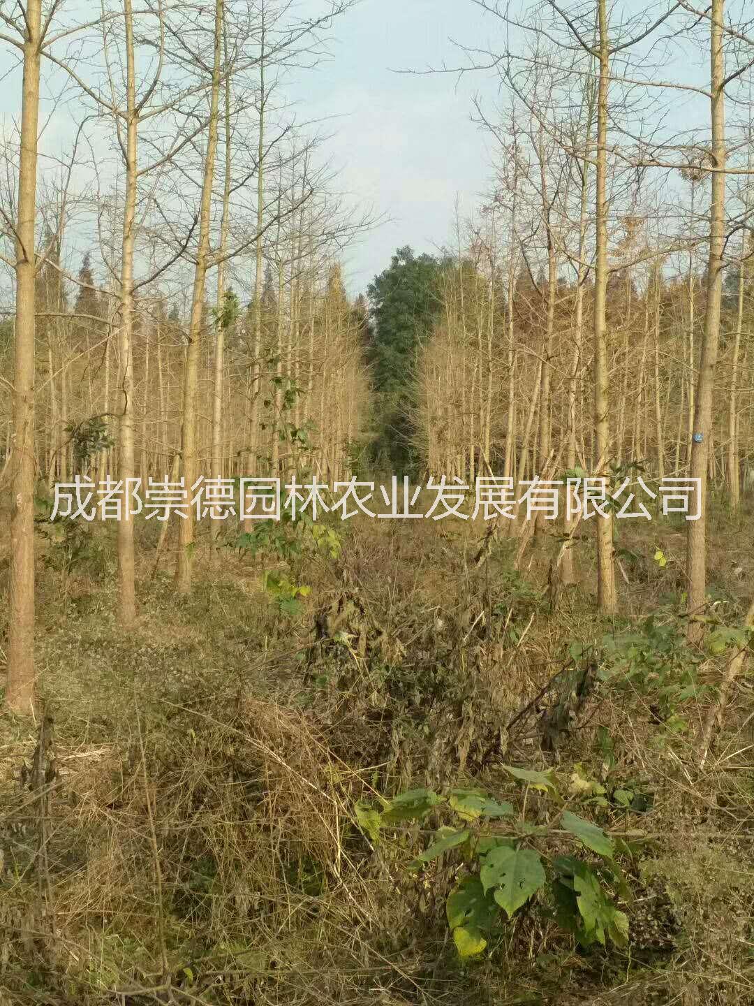 成都優(yōu)質(zhì)銀杏樹專業(yè)種植特點價格低