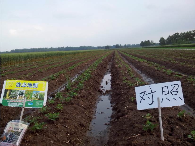 供應(yīng)液態(tài)地膜生物降解地膜多功能微生物全降解液體農(nóng)膜增溫保墑除草抑菌廠(chǎng)家直銷(xiāo)