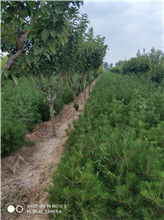 山東1.5米白皮松基地  1.5米白皮松價格 白皮松苗