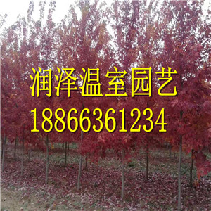 【挪威槭黃金楓產(chǎn)地 彩葉豆梨秋火焰供應(yīng)商 粉葉復(fù)葉槭種植 火焰衛(wèi)矛報(bào)價(jià)】 挪威槭黃金楓  挪威槭黃金楓 彩葉豆梨秋火焰