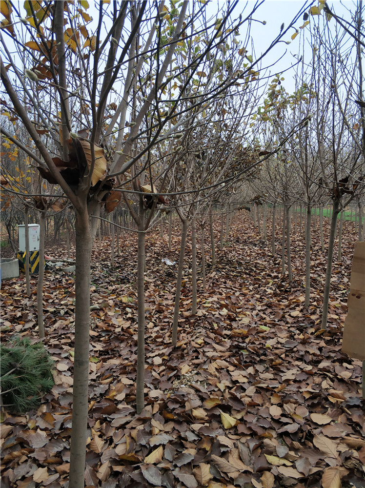 A級玉蘭基地  A級玉蘭價格  A級玉蘭苗木