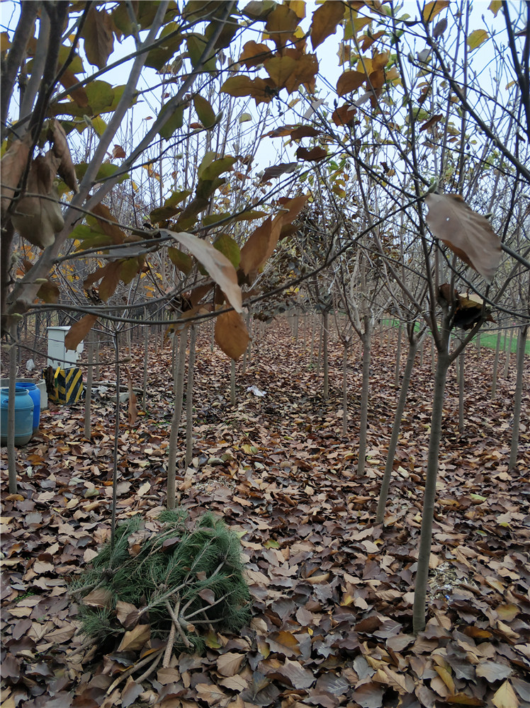 山東A級玉蘭基地 玉蘭基地 玉蘭苗 玉蘭苗供應商