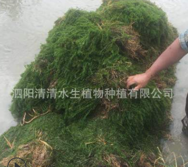 輪葉黑藻直銷  江蘇輪葉黑藻供應商 江蘇輪葉黑藻哪家好 江蘇輪葉黑藻批發(fā) 江蘇輪葉黑藻報價