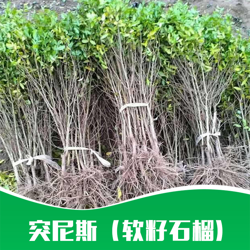 出售 優(yōu)質(zhì)*（軟籽石榴） 樹苗種苗 優(yōu)質(zhì)品種軟子石榴扦插苗 大量批發(fā)