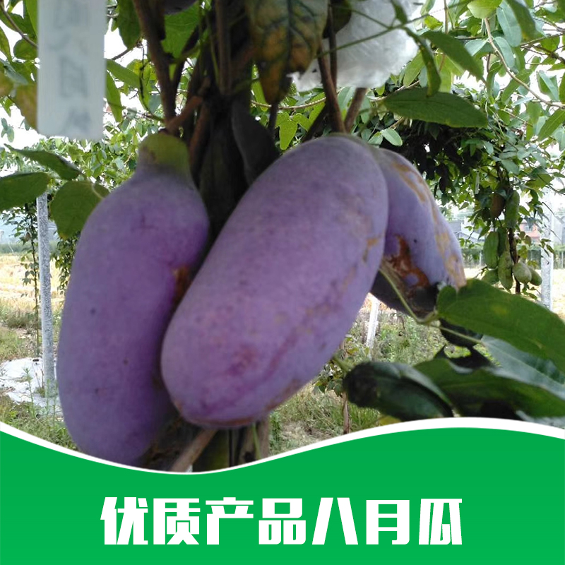 供應(yīng) 優(yōu)質(zhì)八月瓜苗 基地*  三葉木通果樹苗 八月瓜種苗 野香蕉