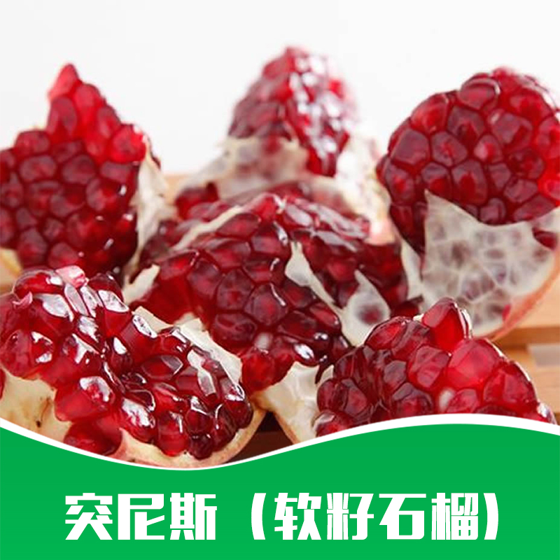 出售 優(yōu)質(zhì)*（軟籽石榴） 樹苗種苗 優(yōu)質(zhì)品種軟子石榴扦插苗 大量批發(fā)