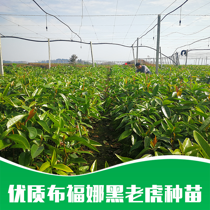 貴州布福娜種苗種植，貴州布福娜種苗基地，貴州布福娜種苗供應(yīng)商