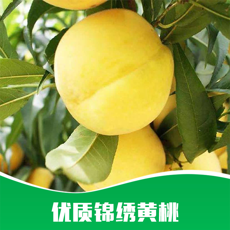 供應(yīng) 黃桃 批發(fā)黃桃樹(shù)苗 優(yōu)質(zhì) 錦繡黃桃 樹(shù)苗種苗