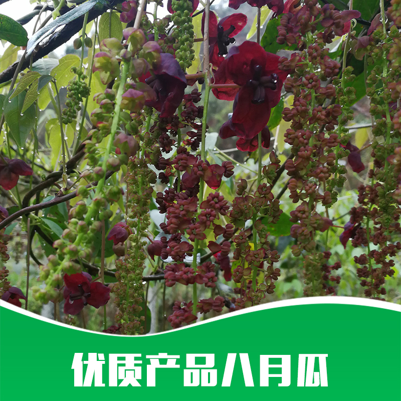 供應(yīng) 優(yōu)質(zhì)八月瓜苗 基地*  三葉木通果樹苗 八月瓜種苗 野香蕉