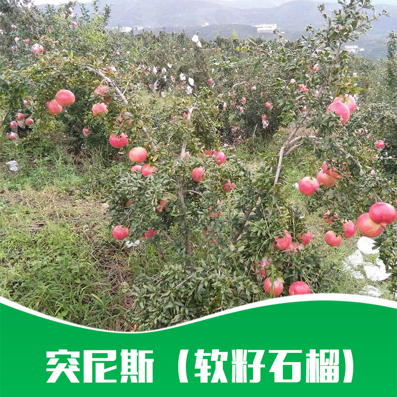 出售 優(yōu)質(zhì)*（軟籽石榴） 樹苗種苗 優(yōu)質(zhì)品種軟子石榴扦插苗 大量批發(fā)
