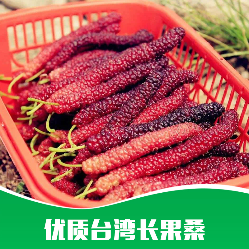 供應(yīng) 果樹苗木 四季長果桑樹苗 嫁接臺(tái)灣長果桑 桑葚苗 優(yōu)質(zhì)果樹苗基地批發(fā)