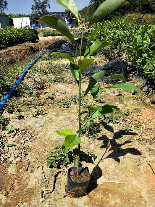 火力楠小苗公司-優(yōu)質(zhì)生產(chǎn)供應(yīng)商