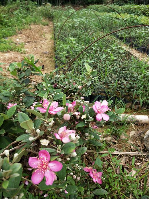 桃金娘小苗  桃金娘小苗批發(fā)  廣州優(yōu)質(zhì)桃金娘小苗  桃金娘小苗批發(fā)