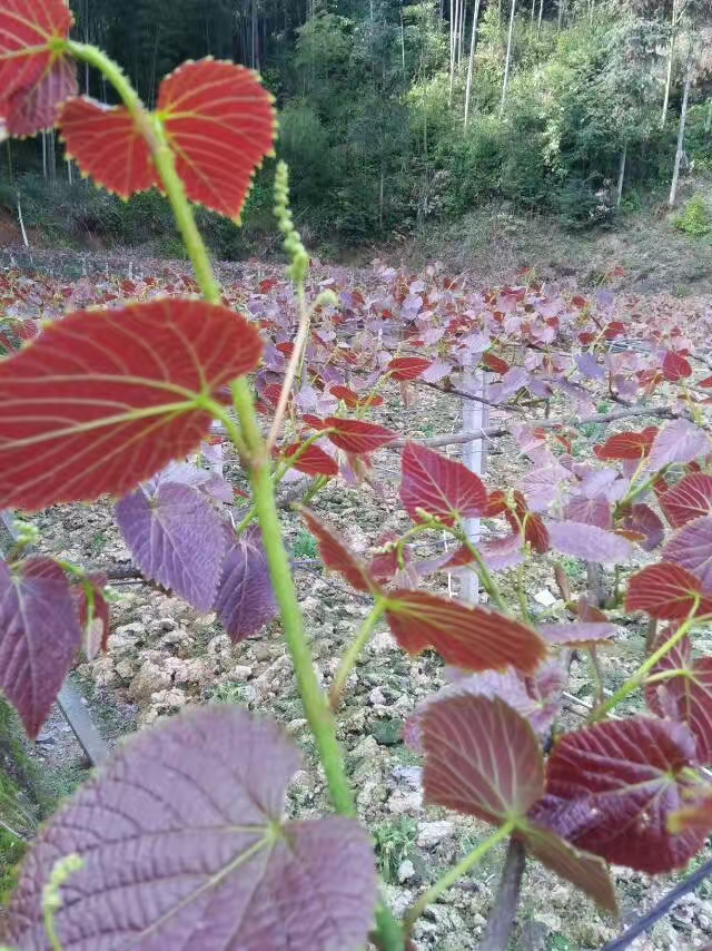 刺葡萄，馴化野葡萄，高山刺葡萄種苗，高山刺葡萄種植